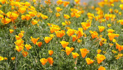 California Poppies (Eschscholzia californica) in bloom. Santa Clara County, California, USA.