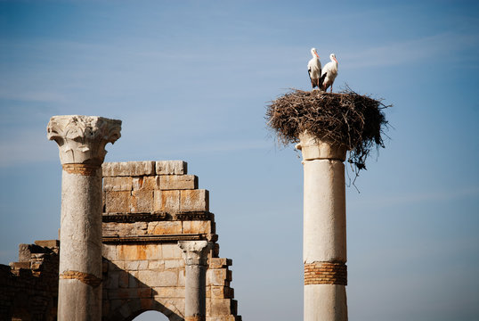 Storks nested on top of one of the columns in the Ancient Roman ruins at an archaeological site, Volubilis, Morocco