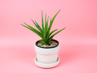 Sansevieria francisii or snake plant in  plant pot on pink background.air purifying plant.