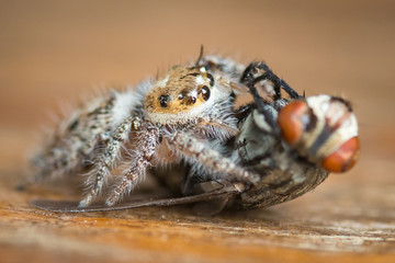 A jumping spider catching and eating it's prey