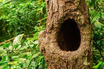 ninho no tronco da arvore vazio de pica-pau