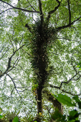 artérias da natureza