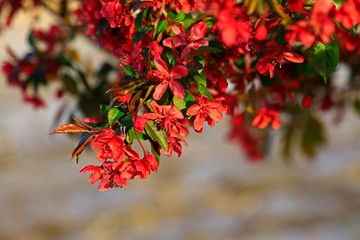 Chinese flowering crab-apple blooming