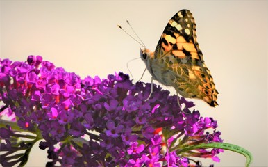 painted lady on butterfly bush