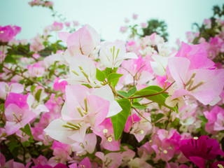 The beauty of the Bougainvillea flowers Variety of colors