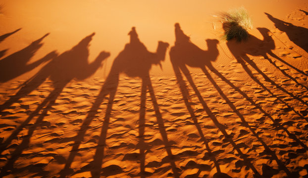 Shadows of camel riders in the desert at sunset, Sahara Desert, Morocco