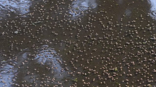 Dipterans Inhabiting On The Stagnant Pond Water In Firmat, Santa Fe, Argentina - Medium Shot