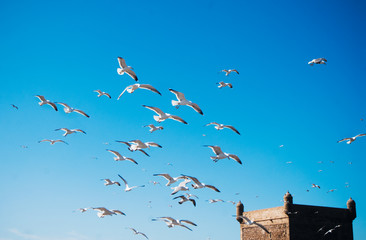 birds in flight in Essaouira, Morocco 