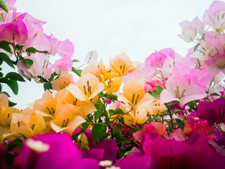 Fototapeta na wymiar The beauty of the Bougainvillea flowers Variety of colors