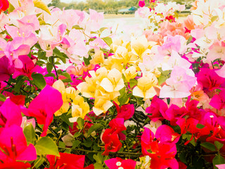 The beauty of the Bougainvillea flowers Variety of colors