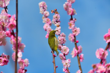 メジロが蜜を吸っている紅梅