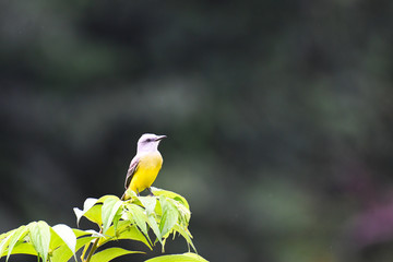 Tropical Kingbird perched on a shrub