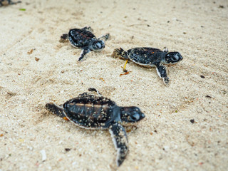 ウミガメの赤ちゃん