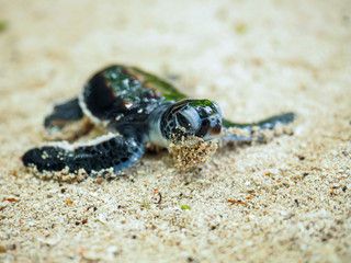 ウミガメの赤ちゃん