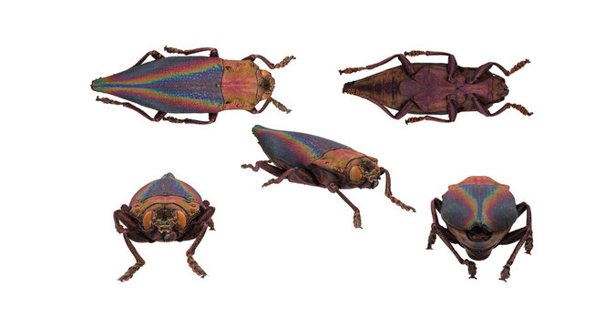 Jewel collectors insect beetle white background multiple poses 3d rendering