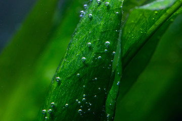 macro photo of air bubbles naturally forming on plant leaves underwater