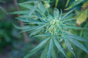 Naklejka na ściany i meble Close-up of cannabis plant growing from the soil. Hemp green leaves for medical. Space for text. Farm marijuana plantation concept