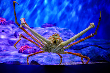 Sea life, close up shot on the giant crab with rock and plant in the background in clear water tank