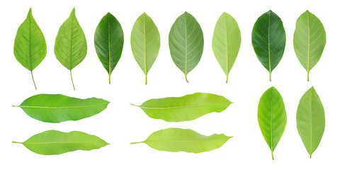Leaf collection. Group fresh green leaves isolated on white background.
