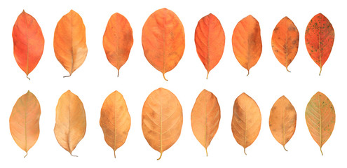 Fototapeta premium Leaf collections. Group dry autumn leaves isolated over white background.