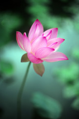 Pink beautiful lotus in bloom in summer pond