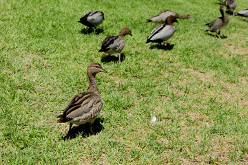 ducks on grass