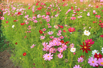 Obraz na płótnie Canvas Beautiful cosmos flower in the summer garden