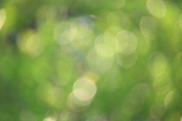 Bokeh green nature, Subtle background in abstract style for graphic design