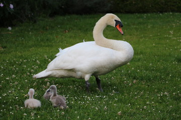 A Parent and its Children