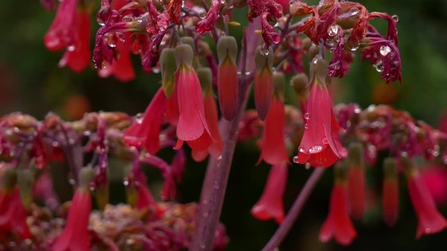 Flores de Kalanchoe con gotas de rocio