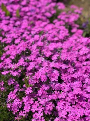 Obraz premium purple flowers in the garden