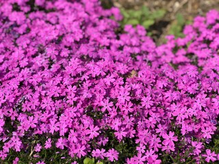 Obraz premium purple flowers in the garden