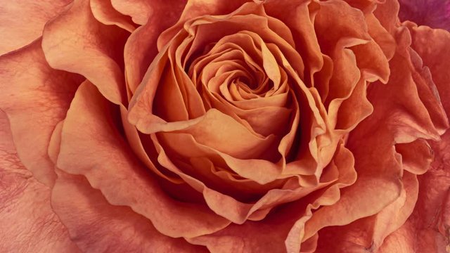 Beautiful Rose Flower background. Blooming rose flower open, time lapse, close-up. Wedding backdrop, Valentine's Day concept. Bouquet on black backdrop, closeup.