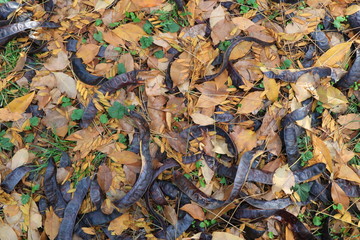 Seeds of acacia. Autumn leaves. Abstract background. Macro.