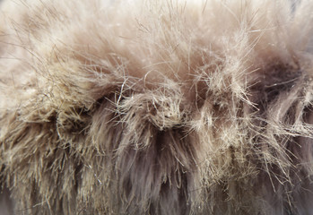 Fluffy animal fur from the hood.