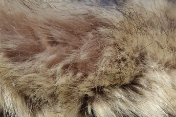 Fluffy animal fur from the hood.