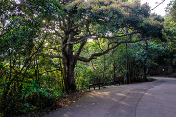 Peaceful Forest Landscape with Morning Rays, Golden Hour Light in a Vibrant Forest