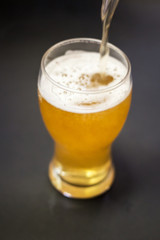 Pouring beer into a tall glass isolated on black background