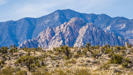 Plants of Nevada desert in Red Rock Canyon in Las Vegas area