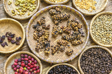 Luwak coffee, Kopi luwak is coffee that includes part-digested coffee cherries eaten and defecated by the Asian palm civet at coffee drying yard in Dalat, Vietnam.