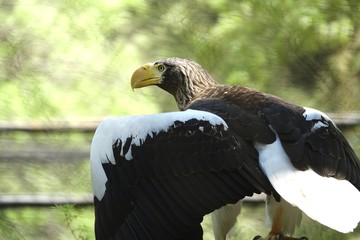オオワシ