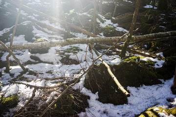 Peaceful Forest Landscape with Morning Rays, Golden Hour Light in a Vibrant Forest