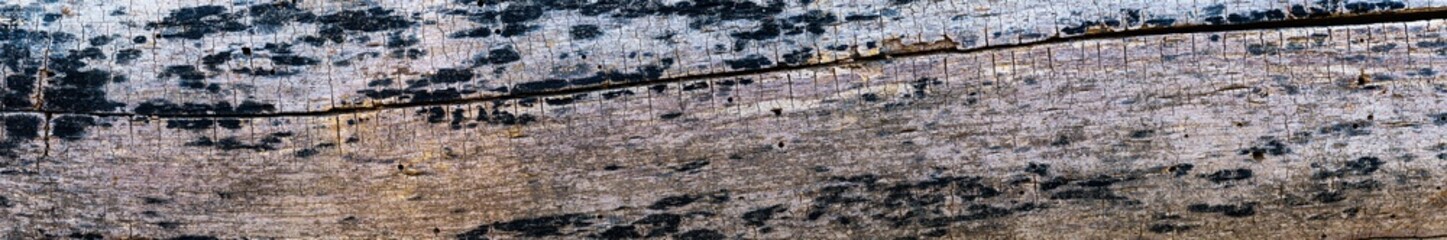 panoramic view of old tree bark colorful background