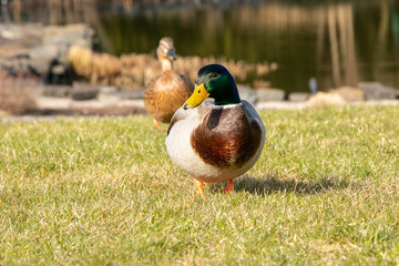 Two ducks walk on the grass i