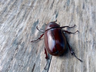 The exotic asiatic rhinoceros beetle in the nature background. the exotic animal from indonesia.