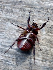 The exotic asiatic rhinoceros beetle in the nature background. the exotic animal from indonesia.