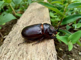 The exotic asiatic rhinoceros beetle in the nature background. the exotic animal from indonesia.