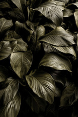 monochrome leaves nature  background, closeup leaves texture, tropical leaves