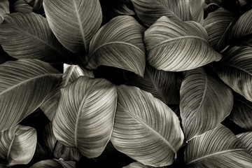 Obraz na płótnie Canvas monochrome leaves nature background, closeup leaves texture, tropical leaves
