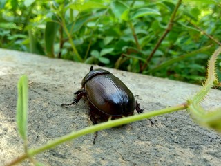 The exotic asiatic rhinoceros beetle in the nature background. the exotic animal from indonesia.